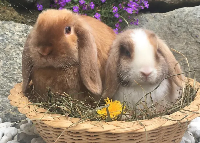 Hof Hintererb ファームステイ キッツビュール