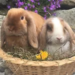 Hof Hintererb Farma Kitzbühel
