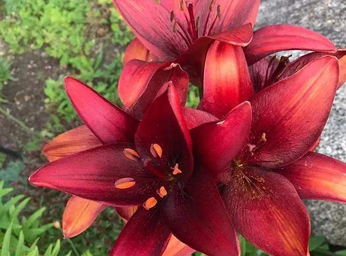 Hof Hintererb Alojamento de Turismo Rural Kitzbühel