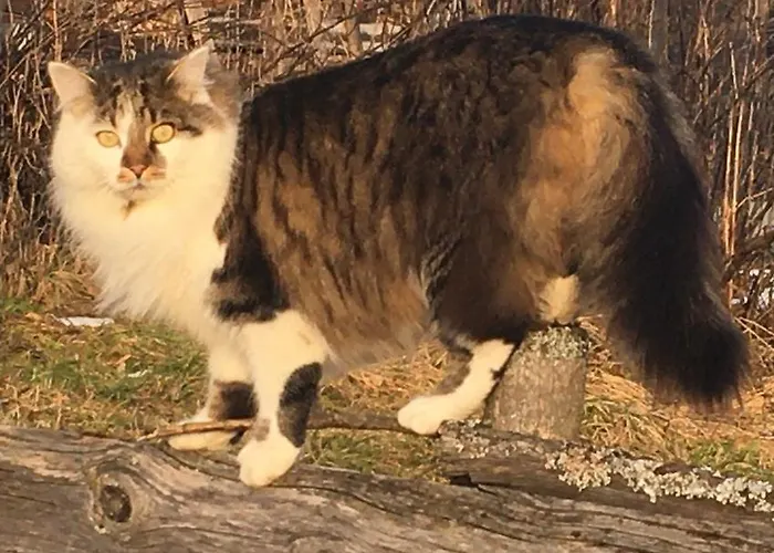 Alojamento de Turismo Rural Hof Hintererb *